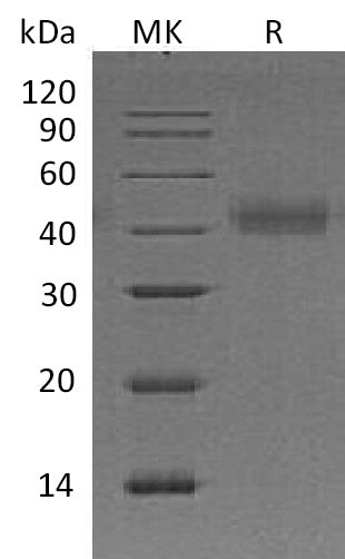 BL-0495NP: Greater than 95% as determined by reducing SDS-PAGE. (QC verified)