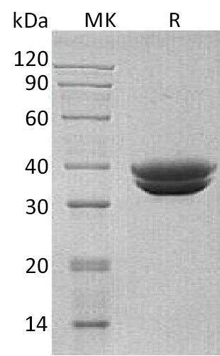 BL-0491NP: Greater than 95% as determined by reducing SDS-PAGE. (QC verified)