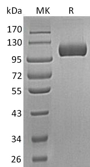 BL-0507NP: Greater than 95% as determined by reducing SDS-PAGE. (QC verified)