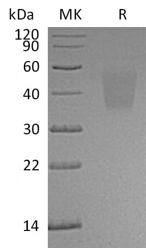 BL-0509NP: Greater than 95% as determined by reducing SDS-PAGE. (QC verified)