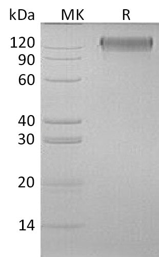 BL-0504NP: Greater than 90% as determined by reducing SDS-PAGE. (QC verified)