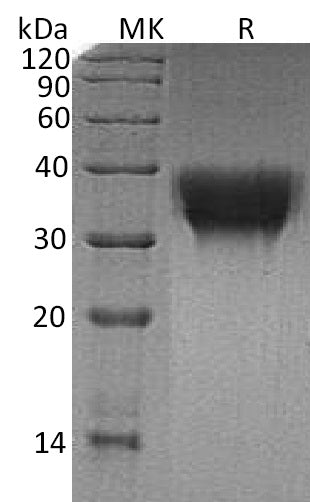 BL-0510NP: Greater than 95% as determined by reducing SDS-PAGE. (QC verified)