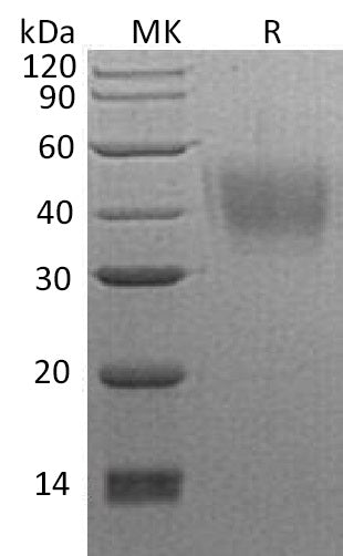 BL-0502NP: Greater than 95% as determined by reducing SDS-PAGE. (QC verified)