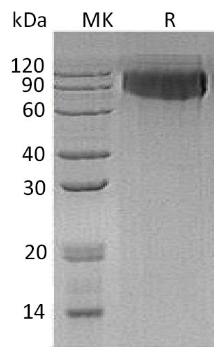 BL-0505NP: Greater than 95% as determined by reducing SDS-PAGE. (QC verified)