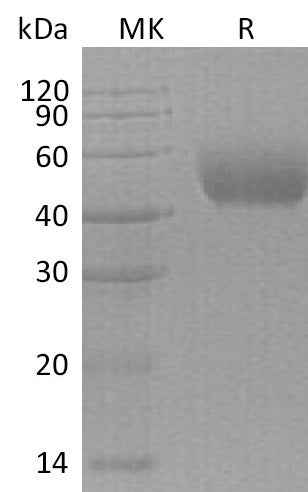 BL-0500NP: Greater than 95% as determined by reducing SDS-PAGE. (QC verified)