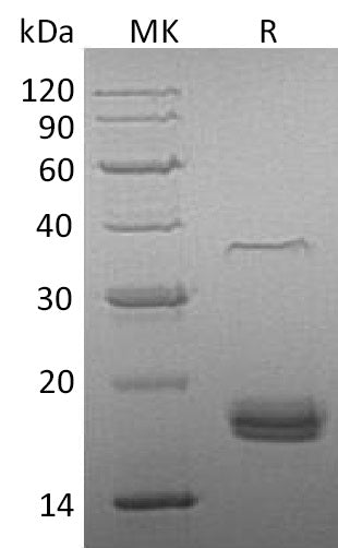 BL-0506NP: Greater than 95% as determined by reducing SDS-PAGE. (QC verified)