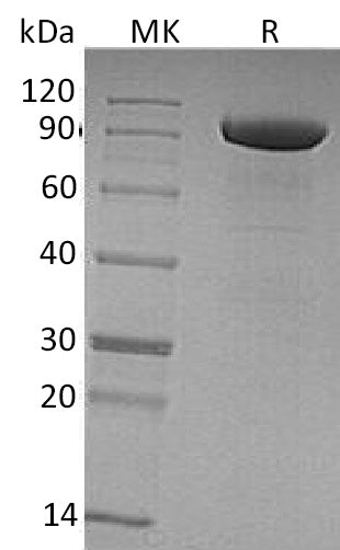 BL-0508NP: Greater than 95% as determined by reducing SDS-PAGE. (QC verified)