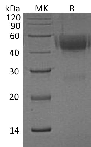 BL-0503NP: Greater than 90% as determined by reducing SDS-PAGE. (QC verified)