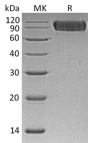 BL-0501NP: Greater than 95% as determined by reducing SDS-PAGE. (QC verified)