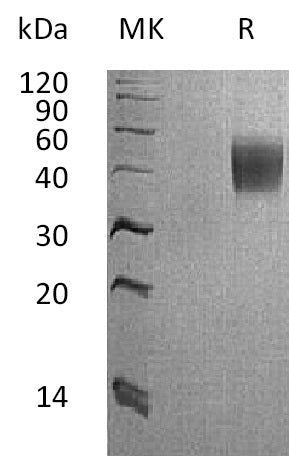 BL-1209NP: Greater than 95% as determined by reducing SDS-PAGE. (QC verified)