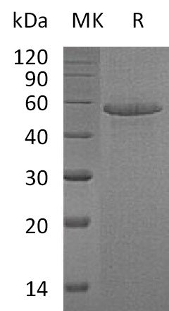 BL-0648NP: Greater than 90% as determined by reducing SDS-PAGE. (QC verified)