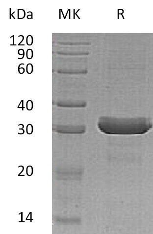 BL-0651NP: Greater than 95% as determined by reducing SDS-PAGE. (QC verified)