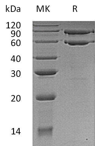 BL-0650NP: Greater than 95% as determined by reducing SDS-PAGE. (QC verified)