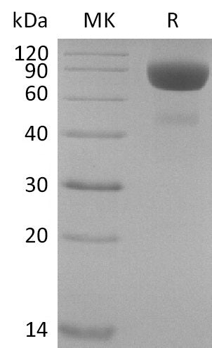 BL-2099NP: Greater than 95% as determined by reducing SDS-PAGE. (QC verified)