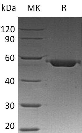 BL-0656NP: Greater than 95% as determined by reducing SDS-PAGE. (QC verified)