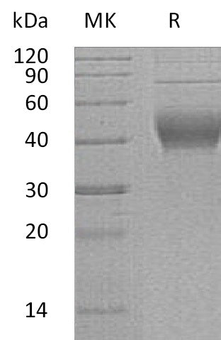 BL-2894NP: Greater than 95% as determined by reducing SDS-PAGE. (QC verified)