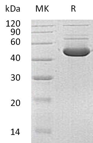 BL-0652NP: Greater than 90% as determined by reducing SDS-PAGE. (QC verified)