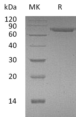 BL-0654NP: Greater than 95% as determined by reducing SDS-PAGE. (QC verified)