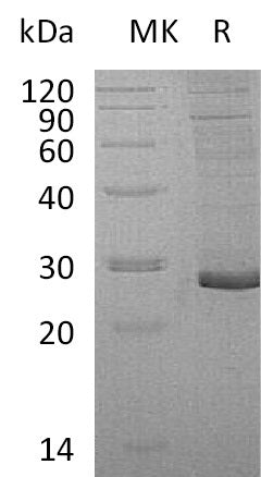 BL-0635NP: Greater than 95% as determined by reducing SDS-PAGE. (QC verified)