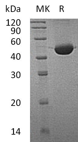 BL-0631NP: Greater than 95% as determined by reducing SDS-PAGE. (QC verified)