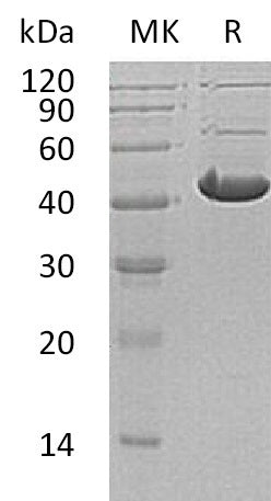 BL-0633NP: Greater than 95% as determined by reducing SDS-PAGE. (QC verified)