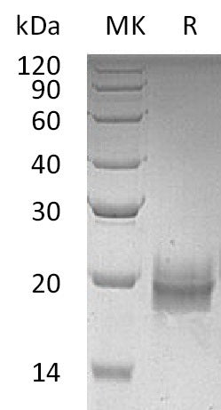 BL-0632NP: Greater than 95% as determined by reducing SDS-PAGE. (QC verified)