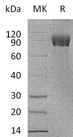 BL-0213NP: Greater than 95% as determined by reducing SDS-PAGE. (QC verified)