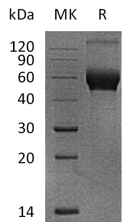 BL-1205NP: Greater than 95% as determined by reducing SDS-PAGE. (QC verified)