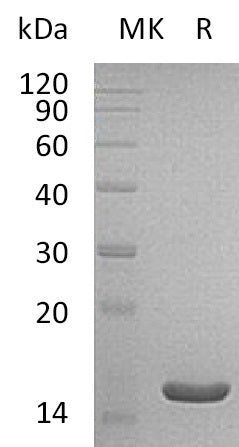 BL-0634NP: Greater than 95% as determined by reducing SDS-PAGE. (QC verified)