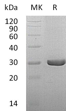 BL-0630NP: Greater than 95% as determined by reducing SDS-PAGE. (QC verified)