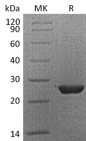 BL-0639NP: Greater than 95% as determined by reducing SDS-PAGE. (QC verified)