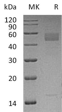 BL-0331NP: Greater than 95% as determined by reducing SDS-PAGE. (QC verified)