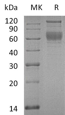 BL-0643NP: Greater than 95% as determined by reducing SDS-PAGE. (QC verified)