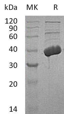 BL-0641NP: Greater than 95% as determined by reducing SDS-PAGE. (QC verified)