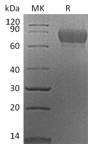 BL-2245NP: Greater than 95% as determined by reducing SDS-PAGE. (QC verified)