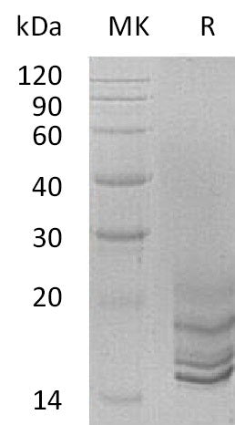 BL-0638NP: Greater than 95% as determined by reducing SDS-PAGE. (QC verified)