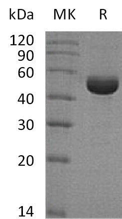 BL-0645NP: Greater than 95% as determined by reducing SDS-PAGE. (QC verified)