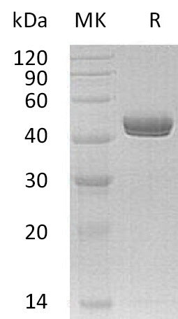 BL-0640NP: Greater than 95% as determined by reducing SDS-PAGE. (QC verified)