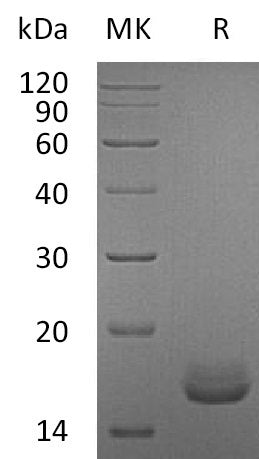 BL-1837NP: Greater than 95% as determined by reducing SDS-PAGE. (QC verified)