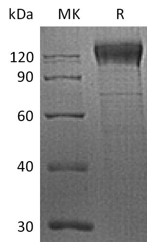 BL-2244NP: Greater than 90% as determined by reducing SDS-PAGE. (QC verified)