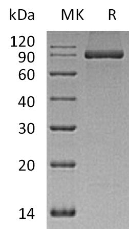 BL-0644NP: Greater than 95% as determined by reducing SDS-PAGE. (QC verified)