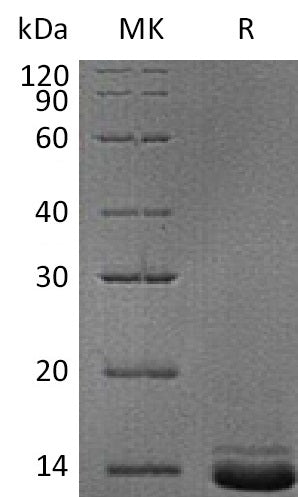 BL-0646NP: Greater than 95% as determined by reducing SDS-PAGE. (QC verified)