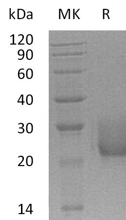 BL-0642NP: Greater than 95% as determined by reducing SDS-PAGE. (QC verified)