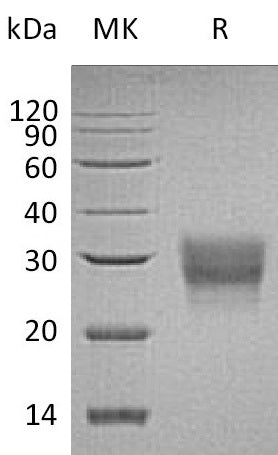 BL-0553NP: Greater than 95% as determined by reducing SDS-PAGE. (QC verified)