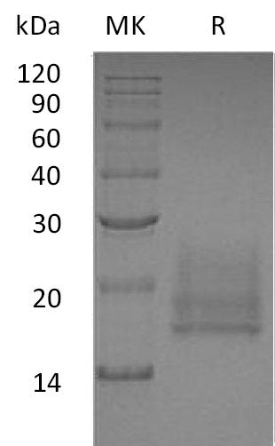 BL-0554NP: Greater than 95% as determined by reducing SDS-PAGE. (QC verified)