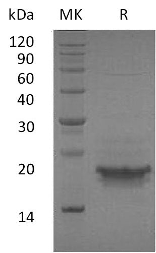 BL-0551NP: Greater than 95% as determined by reducing SDS-PAGE. (QC verified)