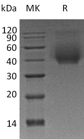 BL-0552NP: Greater than 95% as determined by reducing SDS-PAGE. (QC verified)