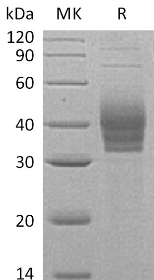 BL-0555NP: Greater than 95% as determined by reducing SDS-PAGE. (QC verified)