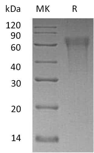 BL-0550NP: Greater than 95% as determined by reducing SDS-PAGE. (QC verified)