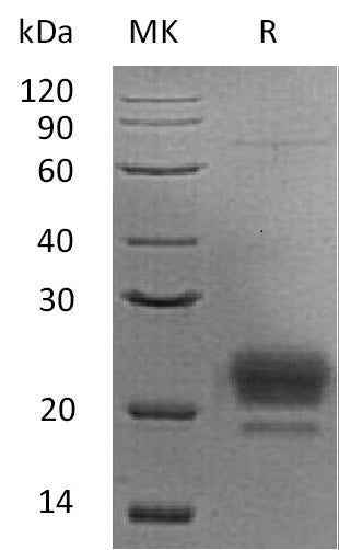 BL-0547NP: Greater than 90% as determined by reducing SDS-PAGE. (QC verified)